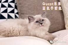 布偶繁殖配色表